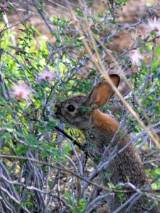 He spent a moment sizing me up, then returned to a more important task. ©2013 ANVidean