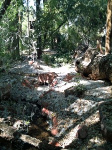 The Phoenix version of snow... cotton from the Cottonwood trees. ©2013 ANVidean