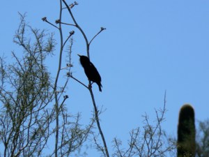 Beautiful songbirds grace the DBG. ©2013 ANVidean
