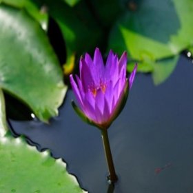 41dj1GBoOvL._SL500_AA280_