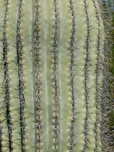 Saguaro cactus, @2010 ANVidean