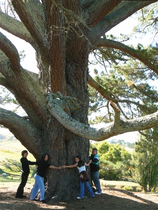 Videan's Party Tree hug